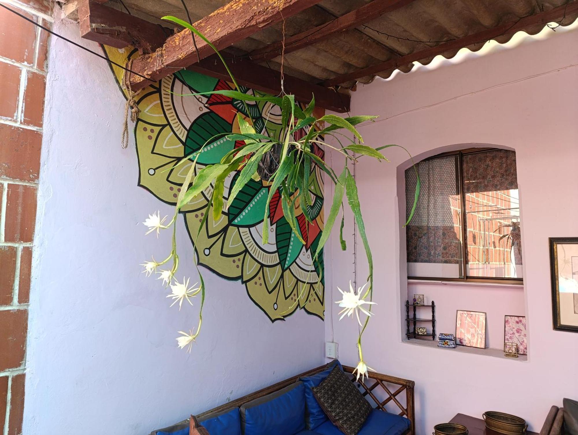 Casa Vieja Guest House Santa Ana Exterior photo